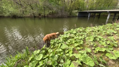 Amsterdan Forest, Brown dog standing in shallow river holding stick beside Video stock 342752379