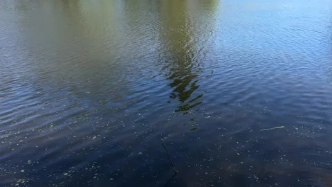 Amsterdan Forest, Calm pond surface with rippling water and distorted tree Stock-Footage 342753357