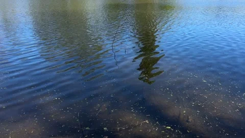Amsterdan Forest, Gentle ripples on shallow forest lake distort tall tree 스톡 동영상 342753751