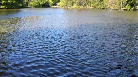 Amsterdan Forest, Low-angle lakescape with wind-driven ripples, shifting sunlit Stock Footage 342754377