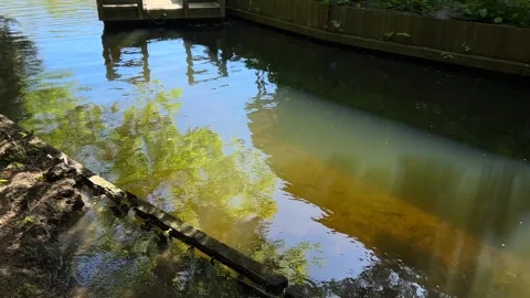 Amsterdan Forest, Low-angle riverside scene with dock reflection, submerged Stock-Footage 342752587