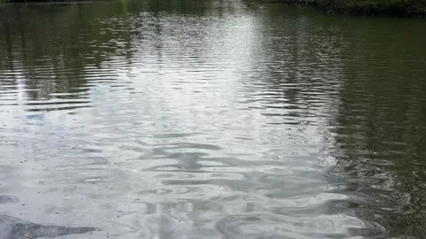 Amsterdan Forest, Pond surface closeup with overlapping ripples, concentric Stock Footage 342751847