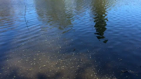 Amsterdan Forest, reflective water surface with serene and calm outdoor Stock-Footage 342753025