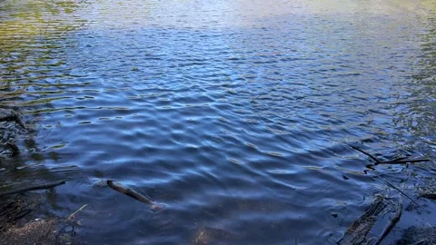 Amsterdan Forest, reflective water surface with ripples in a calm and serene Stock-Footage 342755411