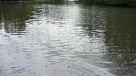Amsterdan Forest, serene water surface reflecting light and ripples in an Stock-Footage 342752562