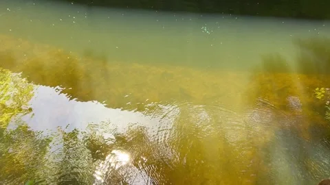 Amsterdan Forest, Shallow forest river surface viewed from above, ripples Stock-Footage 342752333