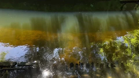 Amsterdan Forest, Shallow forest river with vertical canopy reflections, gentle Stock-Footage 342753126