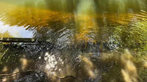 Amsterdan Forest, Shallow forest stream with concentric ripples, sunlit Stock Footage 342755581