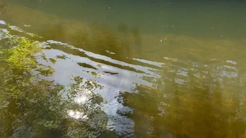 Amsterdan Forest, Shallow river surface with reflective ripples, green canopy Stock-Footage 342752151