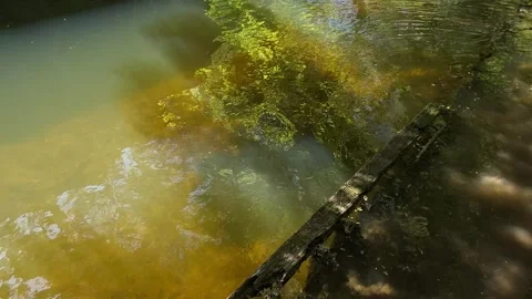 Amsterdan Forest, Sunlit forest stream with partially submerged weathered Stock-Footage 342751723