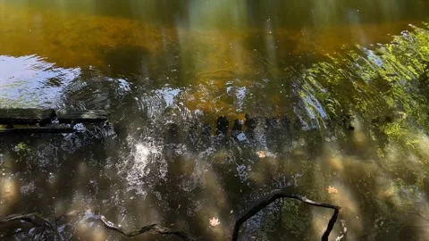 Amsterdan Forest, Sunlit shallow stream with ripples beside weathered wooden Stock-Footage 342753606