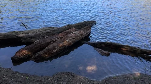 Amsterdan Forest, Weathered logs rest along riverbank while gentle ripples move Stock Footage 342752709