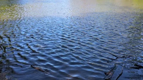 Amsterdan Forest, Wind-rippled lake surface seen from low shoreline view Stock-Footage 342754300
