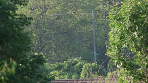 Amtrack passenger train quickly passes between trees Stock Footage 50944470