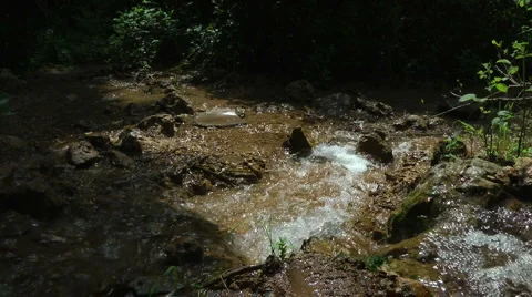 Amud River. Bloom, flowers, sunny day. Stock Footage 4866997