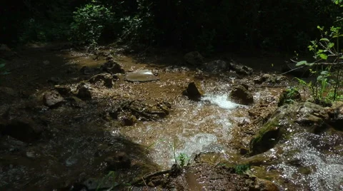 Amud River. Bloom, flowers, sunny day. Slow Motion. Stock Footage 4869855