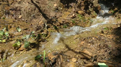 Amud River. Bloom, flowers, sunny day. Slow Motion. Stock Footage 4883763