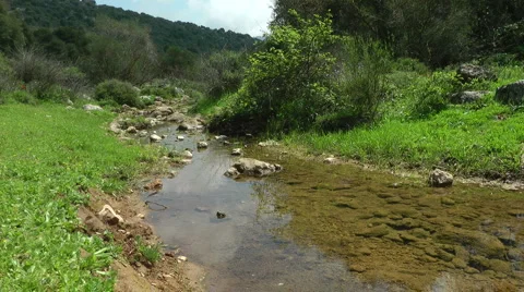 Amud River. Bloom, flowers, sunny day. Stock Footage 4883802