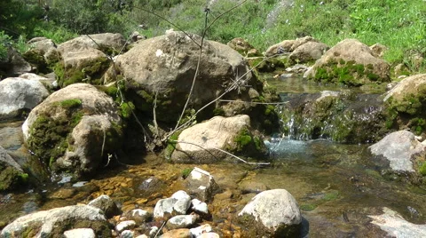 Amud River. Bloom, flowers, sunny day. Stock Footage 4884043