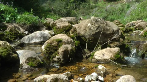 Amud River. Bloom, flowers, sunny day. Slow Motion. Stock Footage 4884367