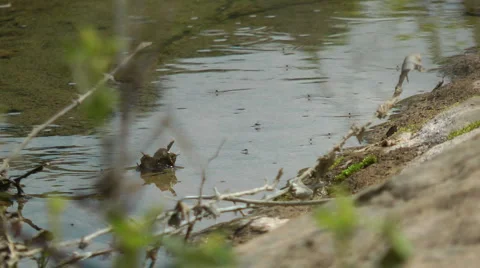 Amud River. Bloom, flowers, sunny day. Stock Footage 4884474