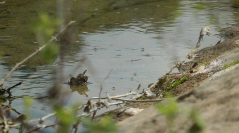 Amud River. Bloom, flowers, sunny day. Slow Motion. Stock Footage 4884501
