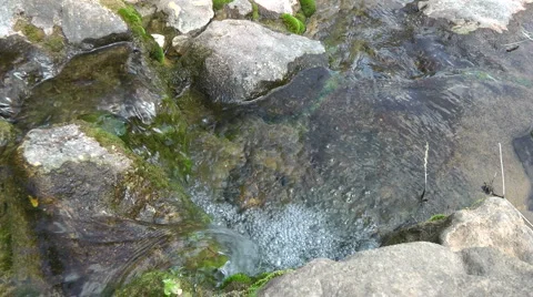 Amud River. Bloom, flowers, sunny day. Stock Footage 4884698