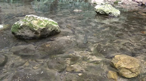 Amud River. Bloom, flowers, sunny day. Slow Motion. Stock Footage 4884874