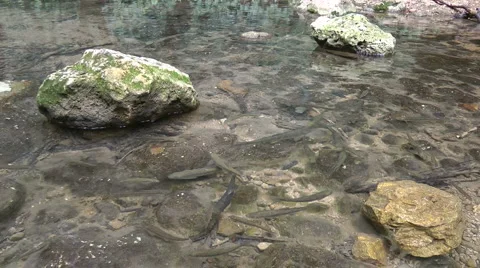 Amud River. Bloom, flowers, sunny day. Slow Motion. Stock Footage 4885014