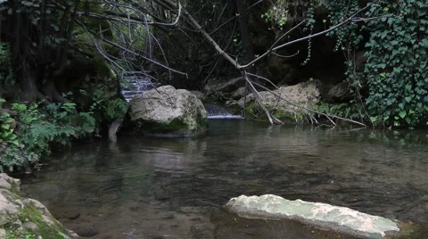 Amud River. Bloom, flowers, sunny day. Slow Motion. Stock Footage 4885214