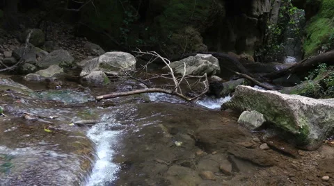 Amud River. Bloom, flowers, sunny day. Stock Footage 4885248