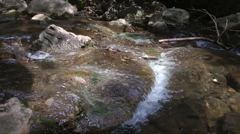 Amud River. Bloom, flowers, sunny day. Stock Footage 4885488