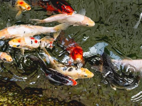 Amur carp or Cyprinus rubrofuscus, usually called Koi or nishikigoi. Colorful Fotos Stock