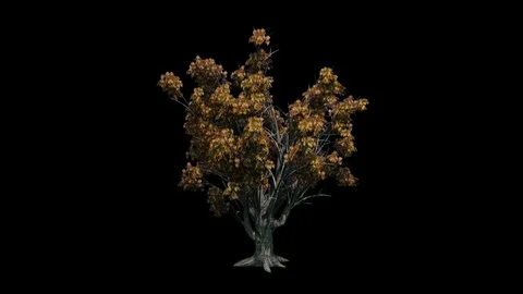 Amur cork tree blowing in the wind Luma Matte 스톡 동영상 120245010