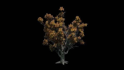 Amur cork tree blowing in the wind Alpha Channel Video stock 120245295