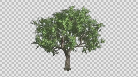 Amur Cork Tree Growth Animation with Alpha Channel Stock Footage