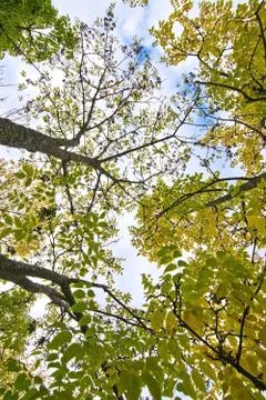 Amur cork tree Stock Photos