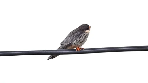 Amur Falcon Perching on Power Cable Isolated Against White Sky Stock Footage 330738056