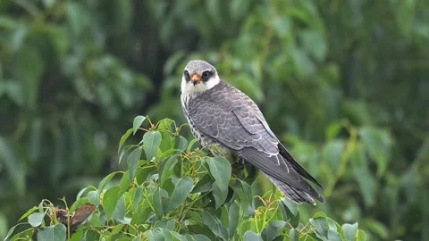 Amur Falcon Perching on Tree Branch Surrounded by Green Leaves Stock Footage 330738198