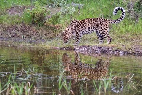 Amur Leopard approaching Pond with Reflection in the Water Stock Photos