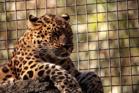 Amur leopard called Panthera pardus orientalis Stock Photos