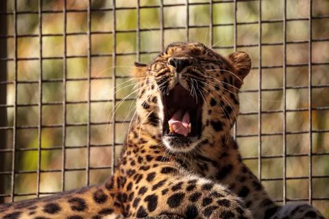 Amur leopard called Panthera pardus orientalis Stock Photos