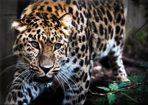 Amur leopard in captivity - close up Stock Photos