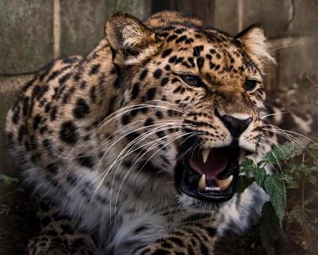 Amur leopard in captivity - close up Stock Photos