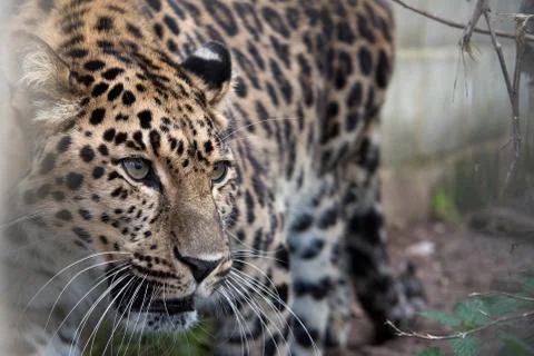 Amur leopard in captivity - close up Stock Photos
