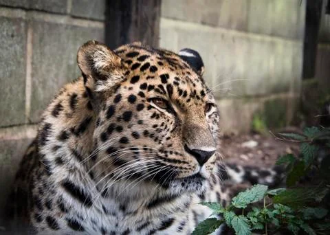 Amur leopard in captivity - close up Stock Photos