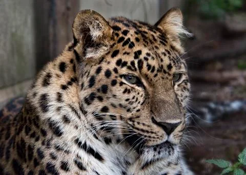 Amur leopard in captivity - close up Stock Photos