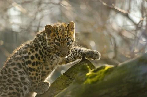 Amur leopard cub walking on tree branch Stock Photos