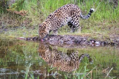Amur Leopard Drinking from a Pond with Reflection in the Water Stock Photos