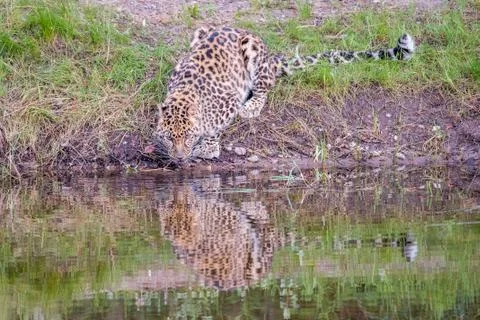 Amur Leopard Drinking from a Pond with Reflection in the Water Stock Photos